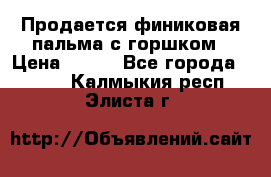 Продается финиковая пальма с горшком › Цена ­ 600 - Все города  »    . Калмыкия респ.,Элиста г.